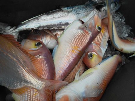 こうゆう丸 釣果