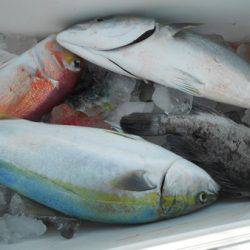 こうゆう丸 釣果