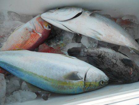 こうゆう丸 釣果