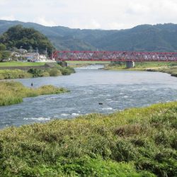 狩野川(狩野川漁業協同組合) 釣果