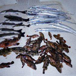 TOPGUN名古屋 釣果