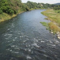 狩野川(狩野川漁業協同組合) 釣果