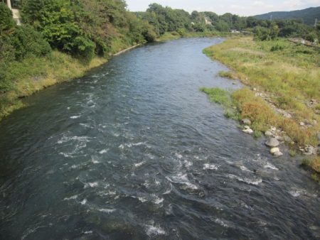 狩野川(狩野川漁業協同組合) 釣果