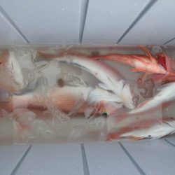 大進丸(新潟) 釣果