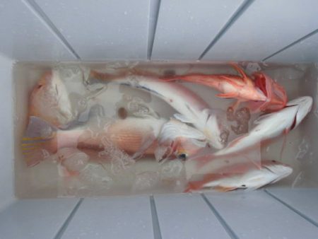 大進丸(新潟) 釣果