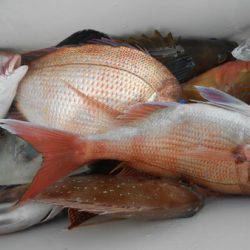 こうゆう丸 釣果