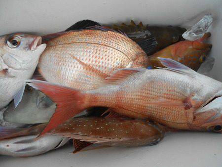 こうゆう丸 釣果