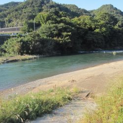 狩野川(狩野川漁業協同組合) 釣果