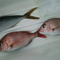 網屋丸 釣果