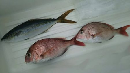 網屋丸 釣果