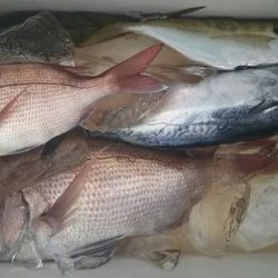 網屋丸 釣果