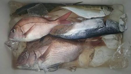 網屋丸 釣果