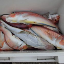 大進丸(新潟) 釣果