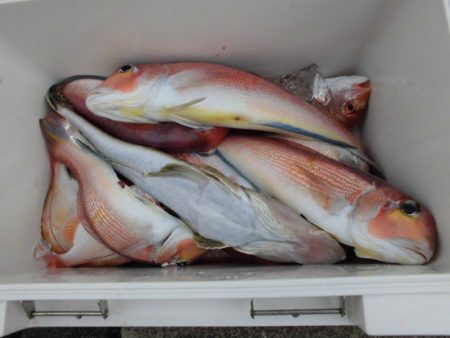 大進丸(新潟) 釣果