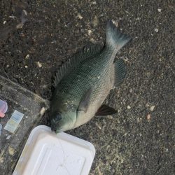 カゴ釣りin音海