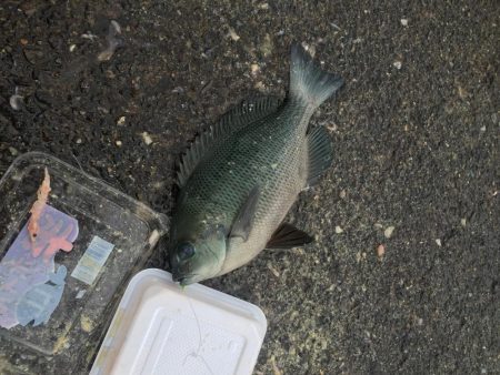 カゴ釣りin音海