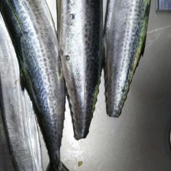 武庫一本日は５番が・・・