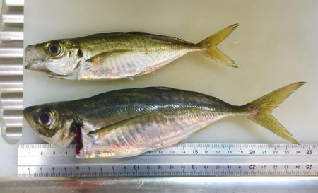 デカアジきた！