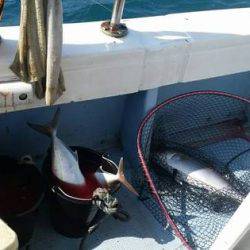 第五慶門丸 釣果