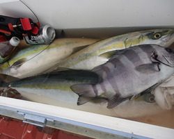 久里浜黒川本家 釣果