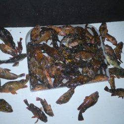 TOPGUN名古屋 釣果