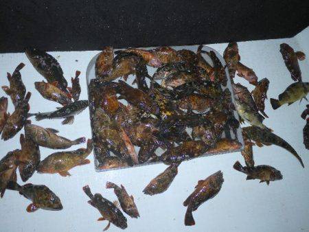 TOPGUN名古屋 釣果