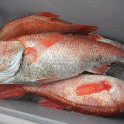 こうゆう丸 釣果