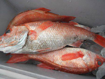 こうゆう丸 釣果