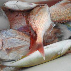 こうゆう丸 釣果