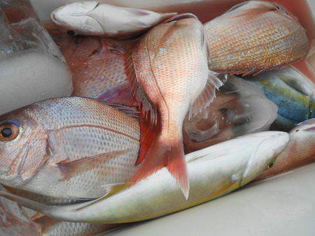 こうゆう丸 釣果