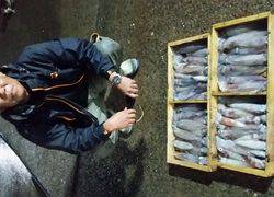 ディープ オーシャン 釣果