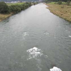 狩野川(狩野川漁業協同組合) 釣果