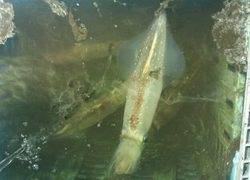 ディープ オーシャン 釣果