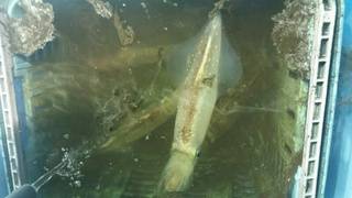 ディープ オーシャン 釣果