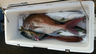 ディープ オーシャン 釣果