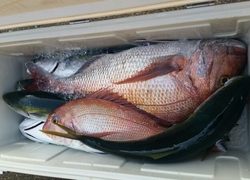 ディープ オーシャン 釣果