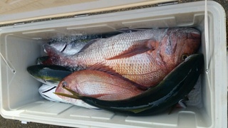 ディープ オーシャン 釣果