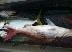 ディープ オーシャン 釣果