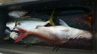 ディープ オーシャン 釣果