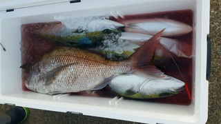 ディープ オーシャン 釣果