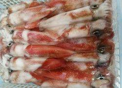 ディープ オーシャン 釣果