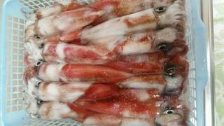 ディープ オーシャン 釣果