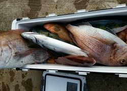 ディープ オーシャン 釣果