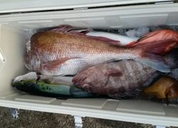 ディープ オーシャン 釣果