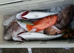 ディープ オーシャン 釣果