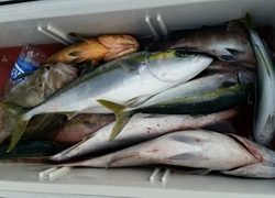 ディープ オーシャン 釣果