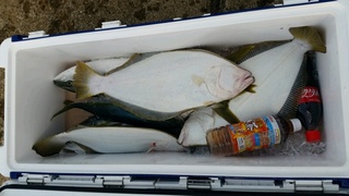 ディープ オーシャン 釣果