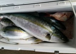 ディープ オーシャン 釣果