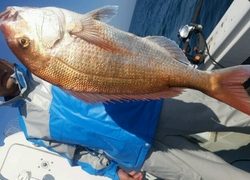 ディープ オーシャン 釣果