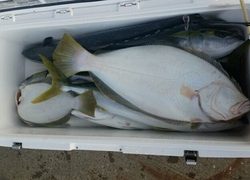 ディープ オーシャン 釣果